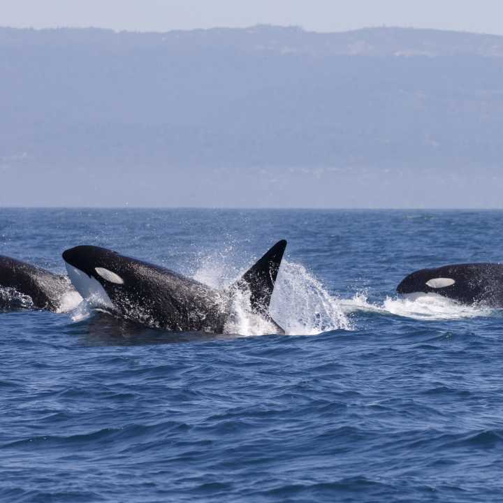 Pod of orcas