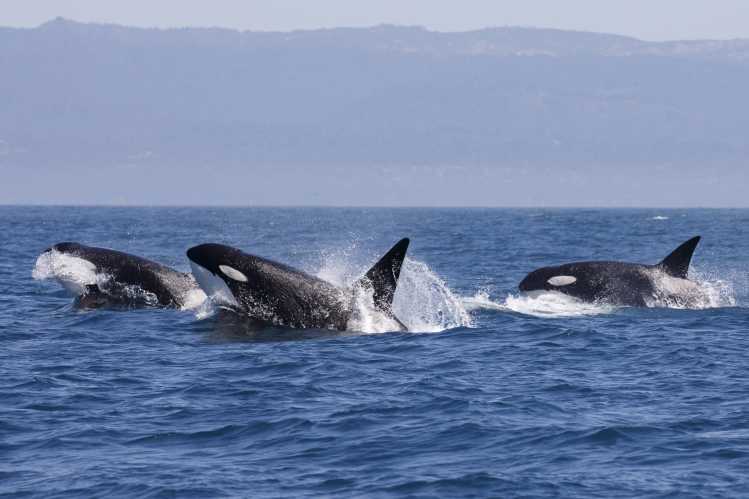 Gray whales
