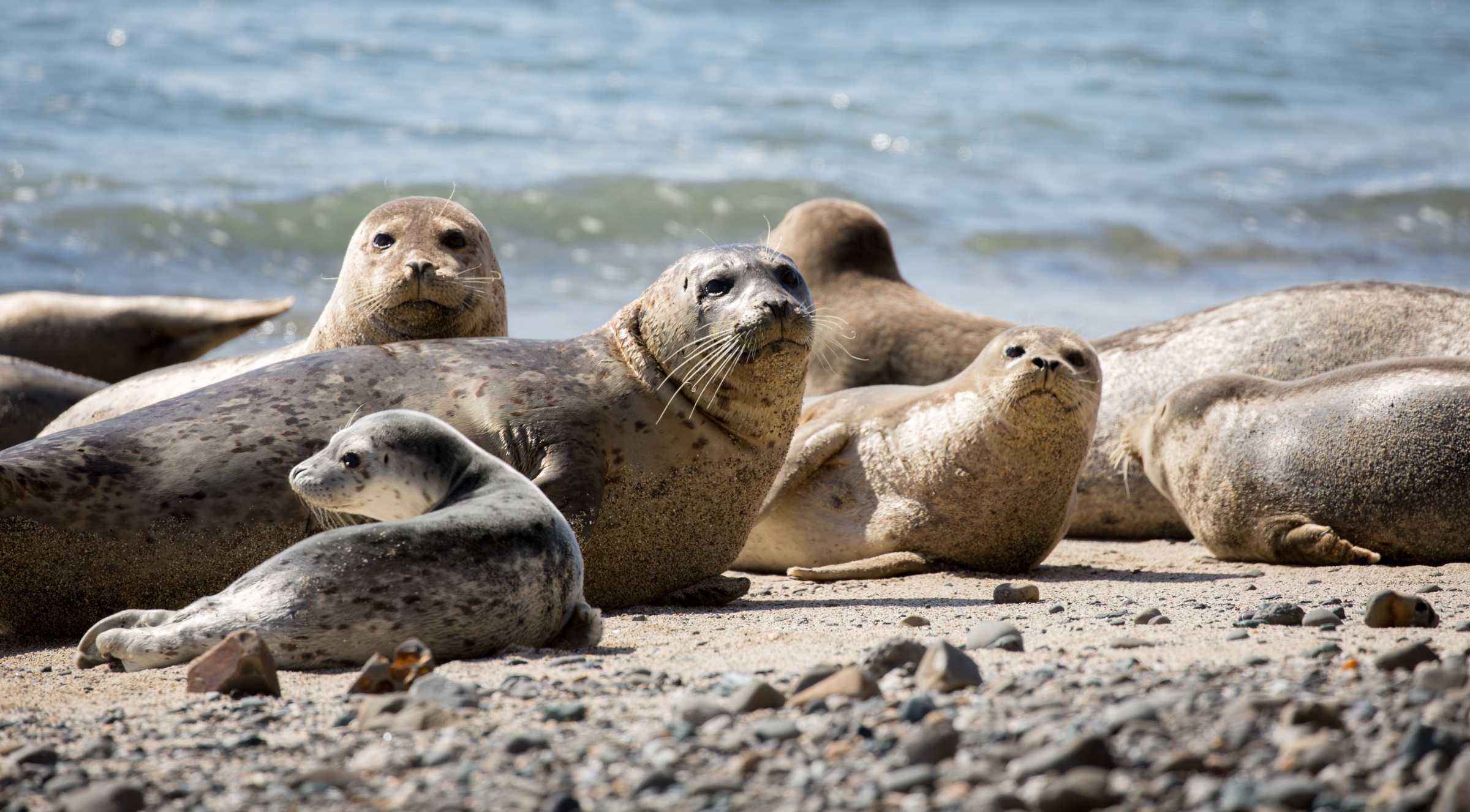 The Marine Mammal Center | Pacific Harbor Seal