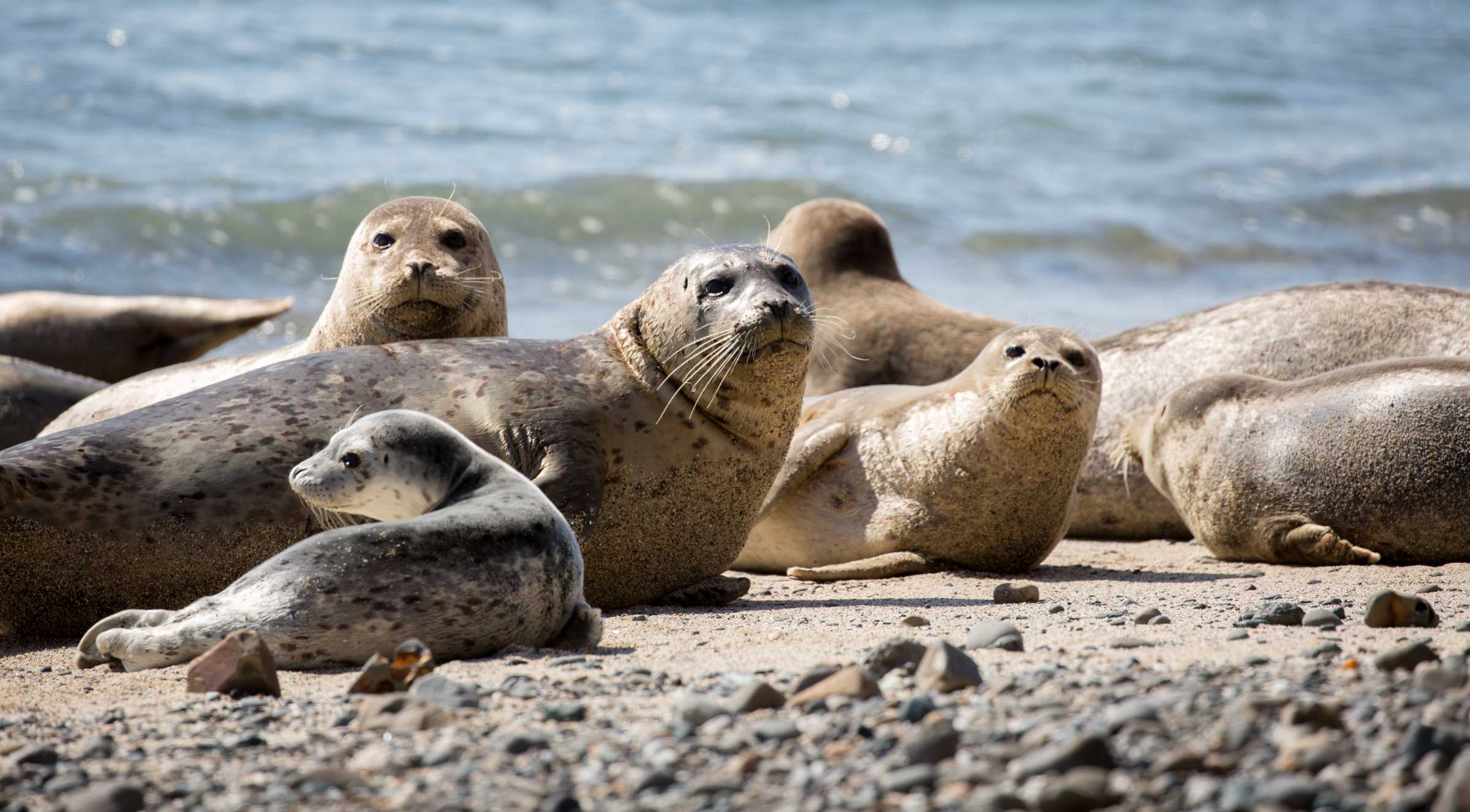 Harbor Seal Diving