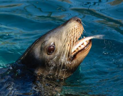California sea lion Mini