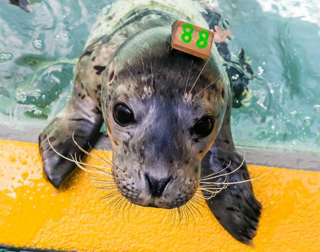 harbor seal Frye