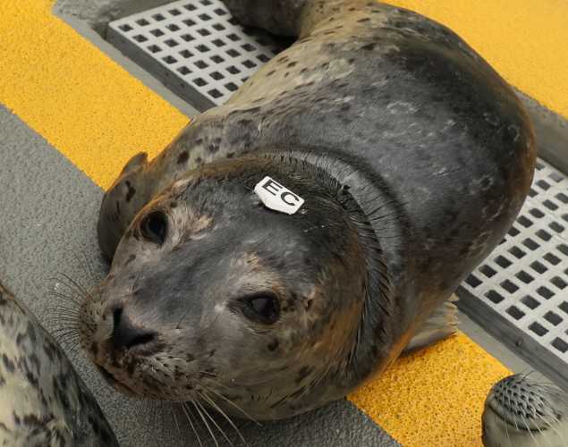 harbor seal Taipei