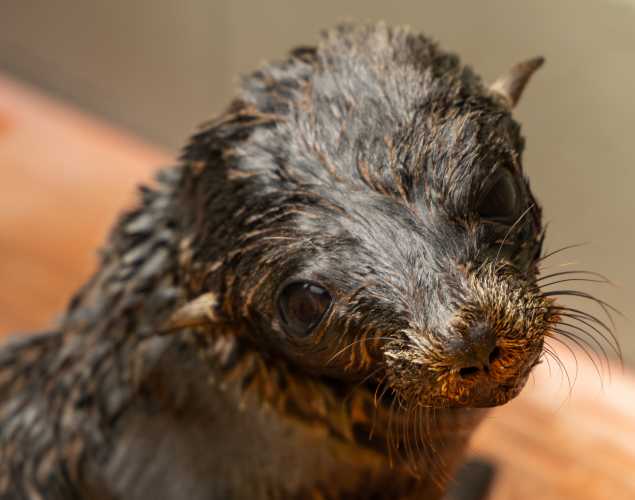 Guadalupe fur seal