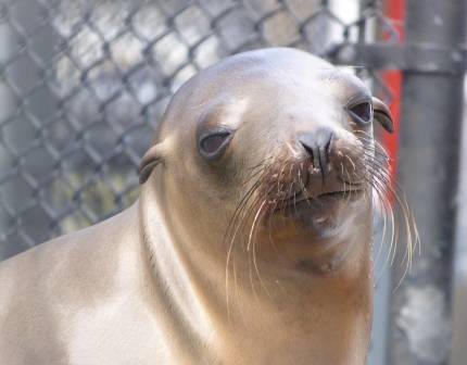California sea lion Callalily