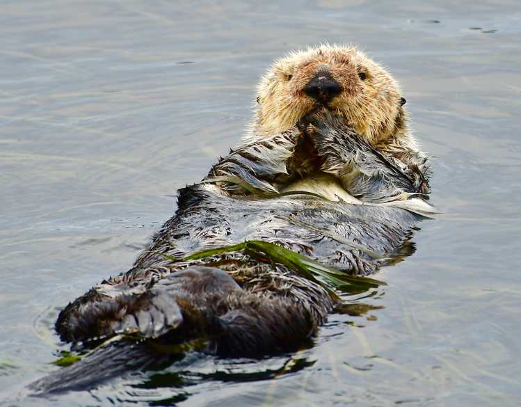 sea otter floating on its back