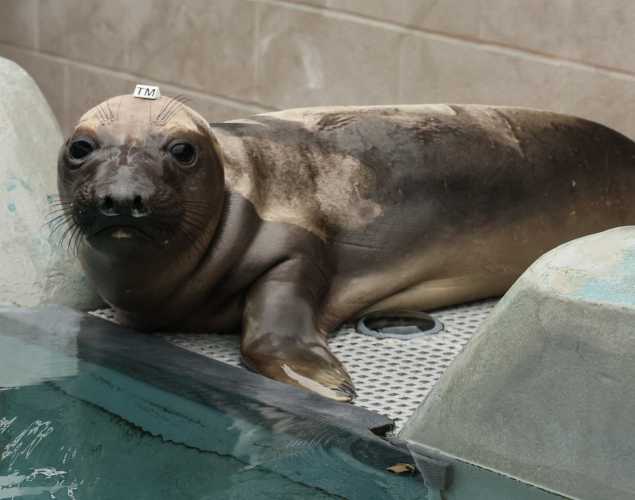 elephant seal Miles