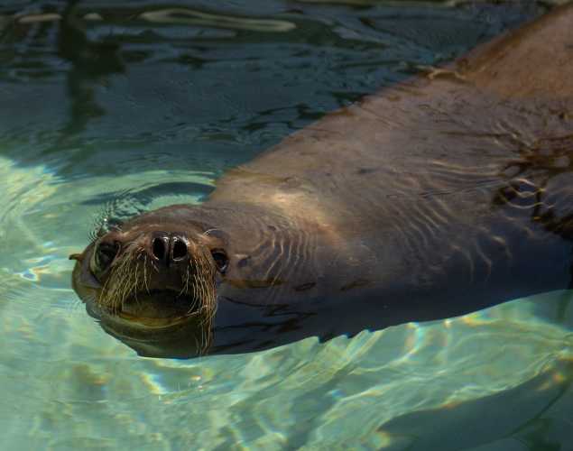California sea lion