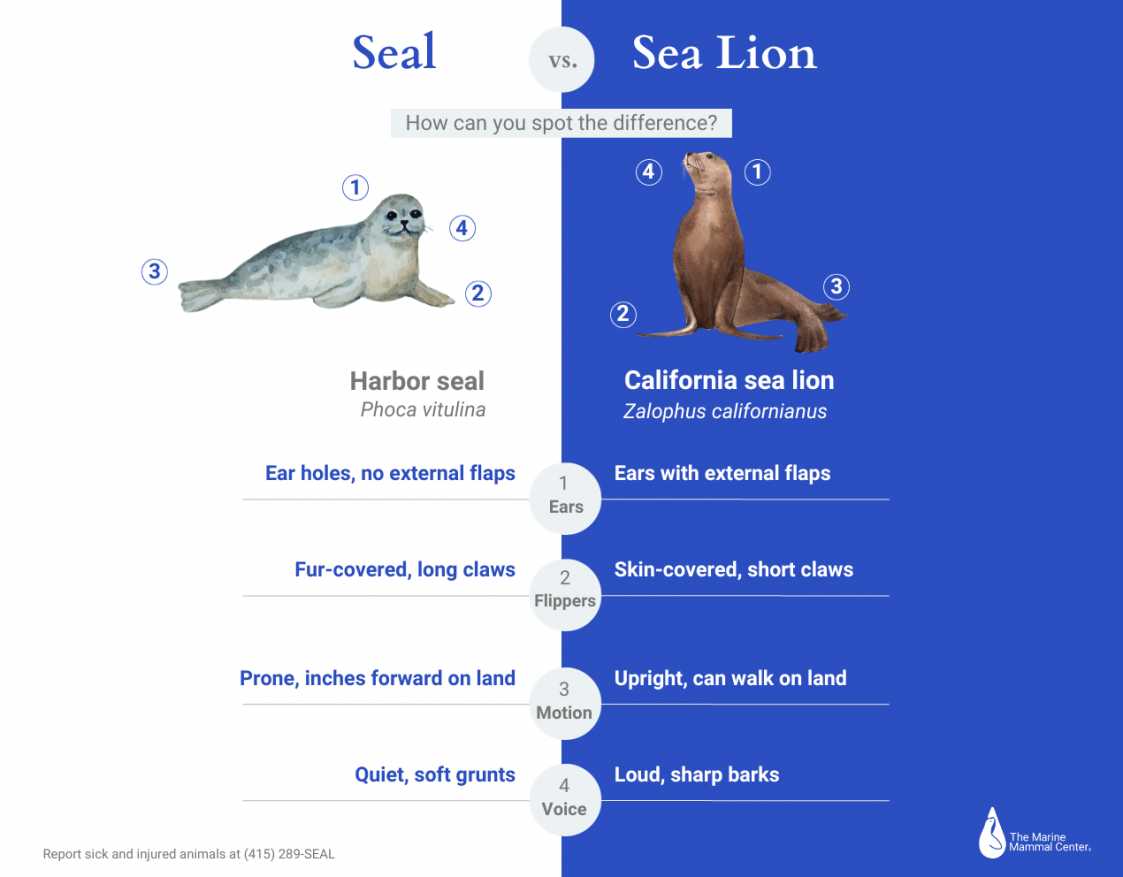 Seal vs. Sea Lion Your Guide to Knowing the Difference The Marine