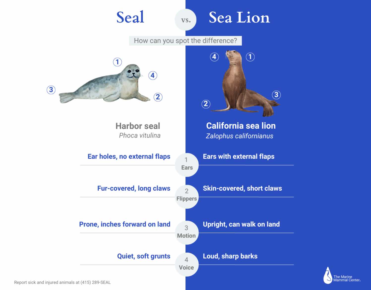 Seal vs. Sea Lion Your Guide to Knowing the Difference The Marine
