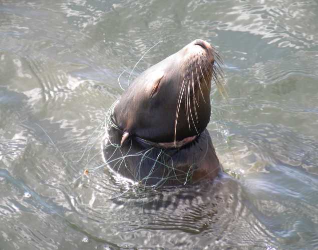 California sea lion O'Neill entangled in fishing net, floating with head above water