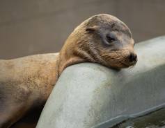 California sea lion