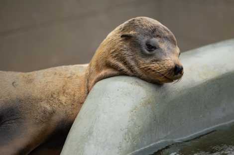 California sea lion