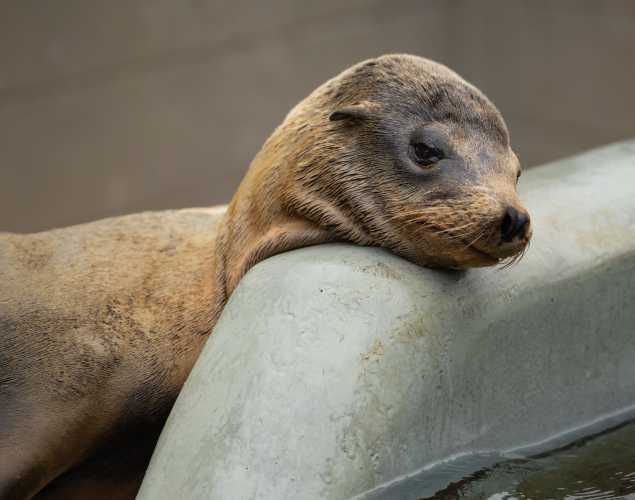 California sea lion