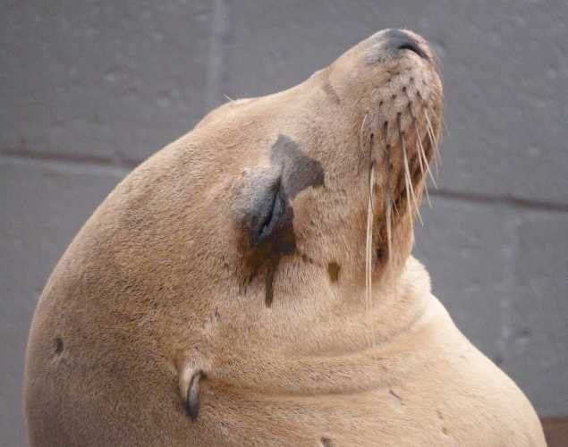 California sea lion Wyeth