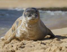 sand-covered Hawaiian monk seal on the beach