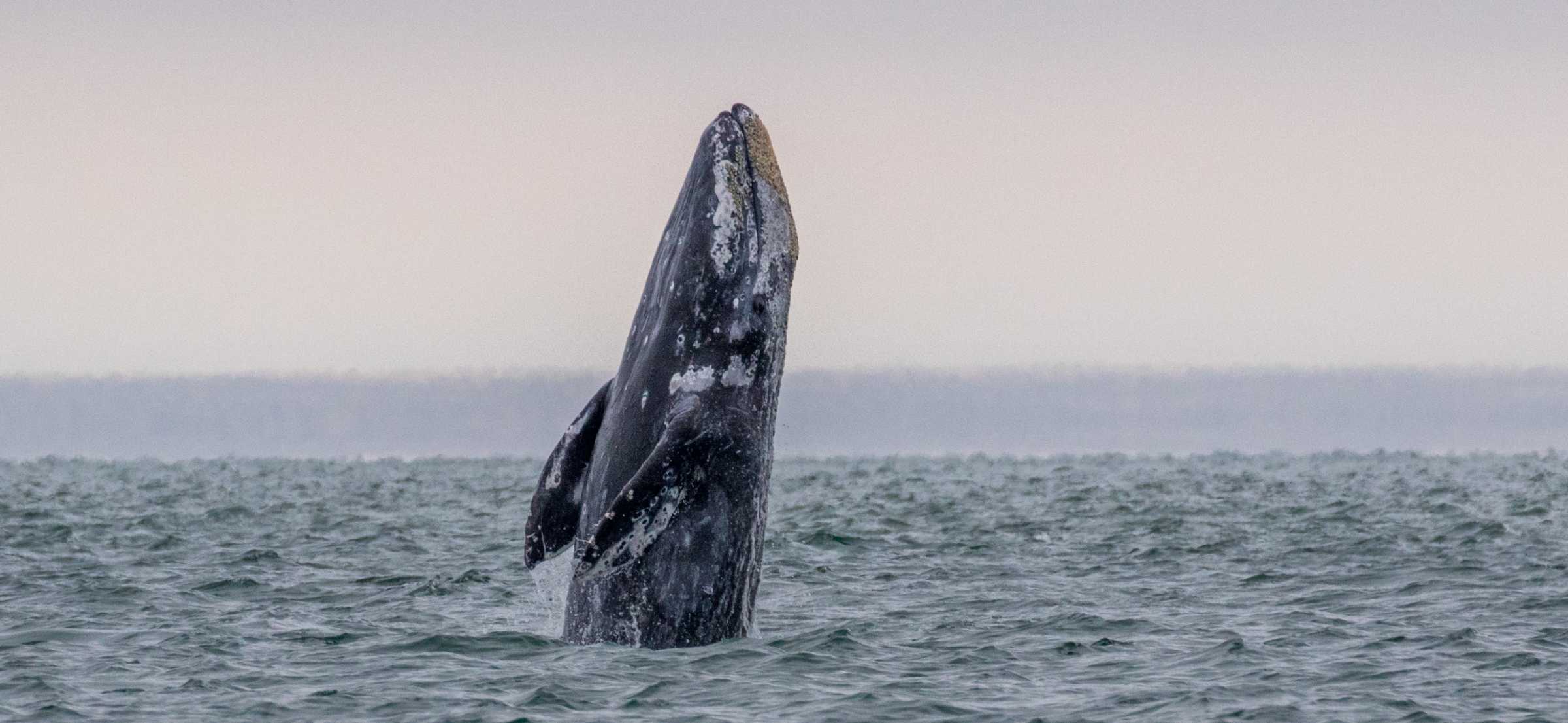 Gray Whale The Marine Mammal Center