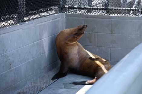 Sea otter Mooring