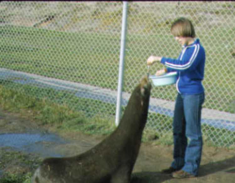 man feeding a sea lion