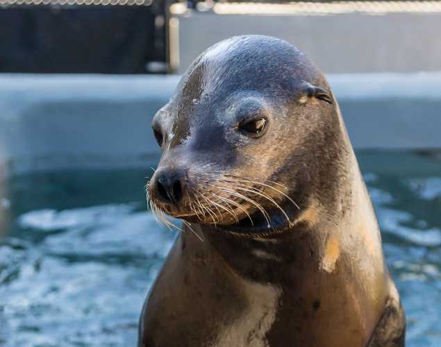 California sea lion Zoltan
