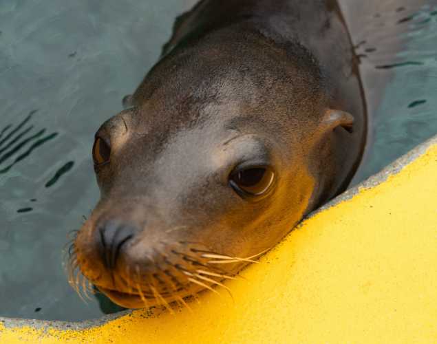 sea lion earthworm