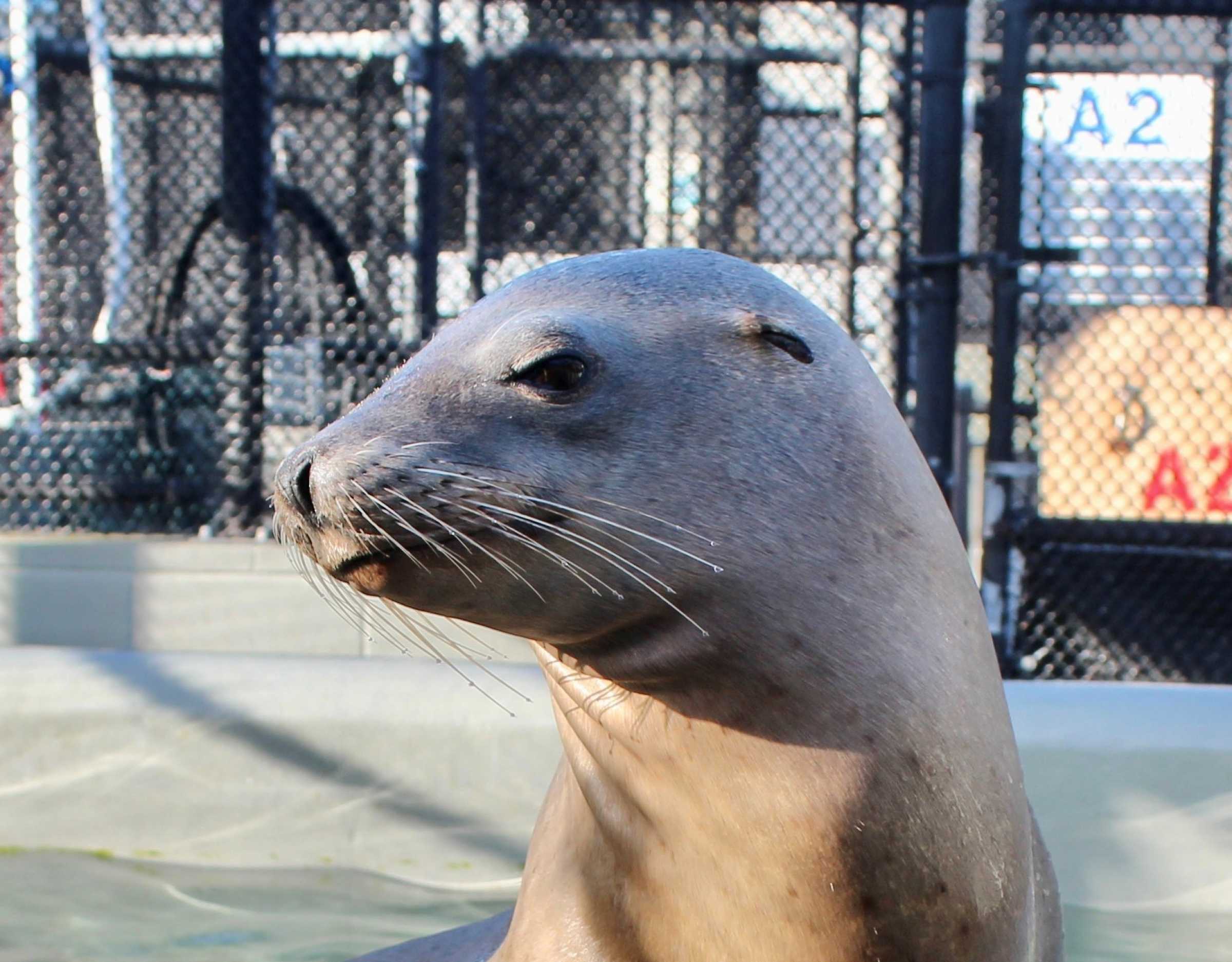 Kidding The Marine Mammal Center