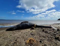 a dead gray whale on the shore