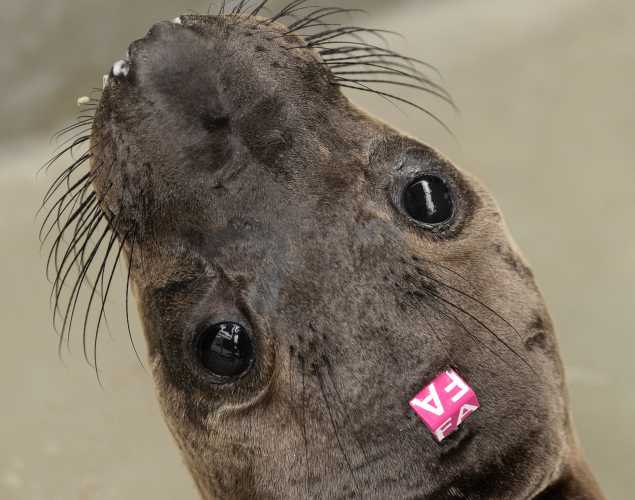 northern elephant seal Neapolitan