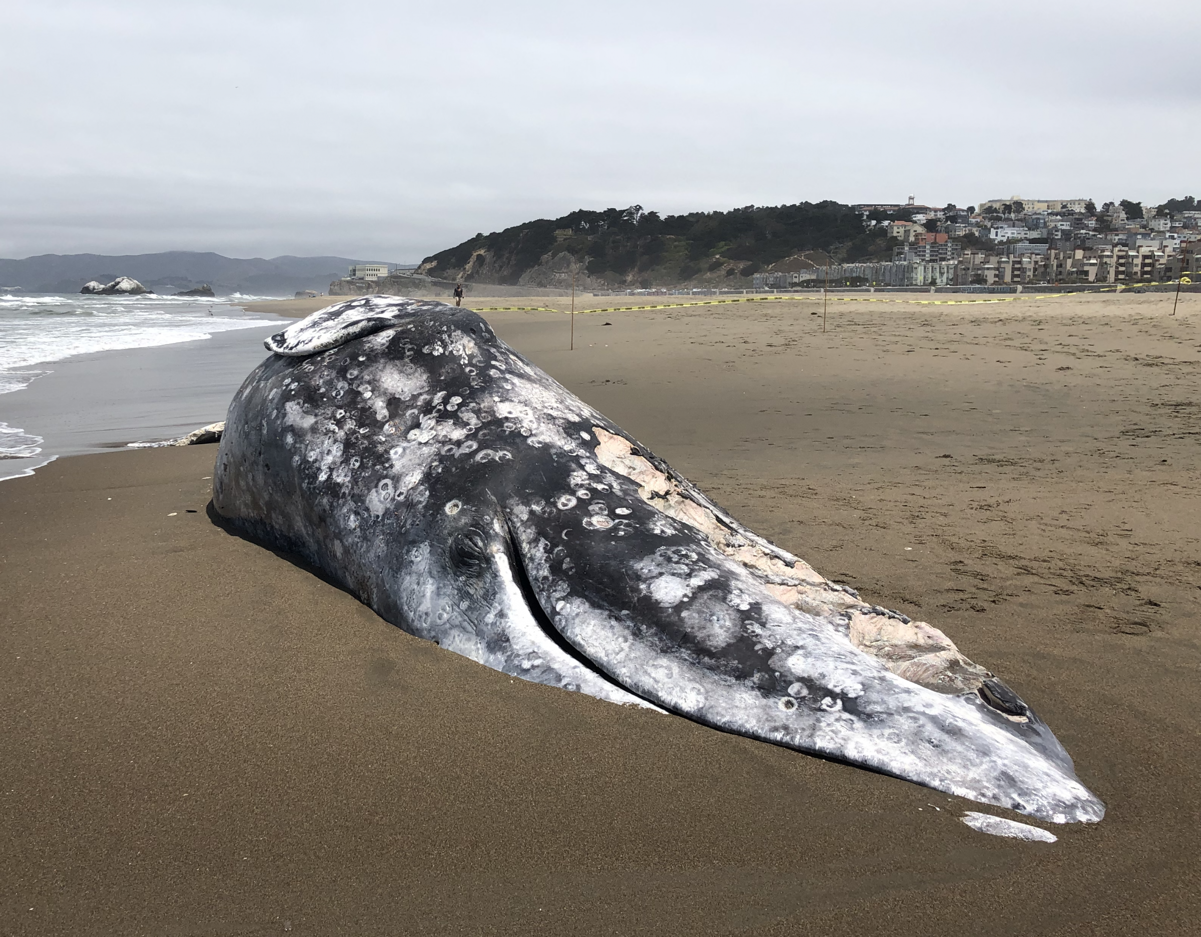 Dead whales are washing up on the East Coast. The reason remains a mystery.