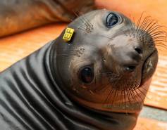 Elefante – Northern elephant seal