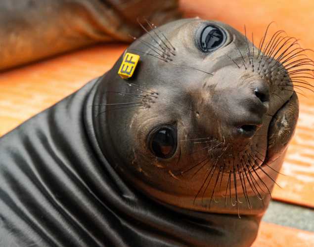 Elefante – Northern elephant seal