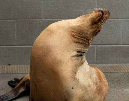 sea lion named burrata