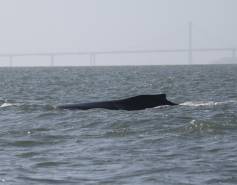 Humpback whale Rio
