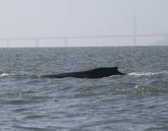 Humpback whale Rio
