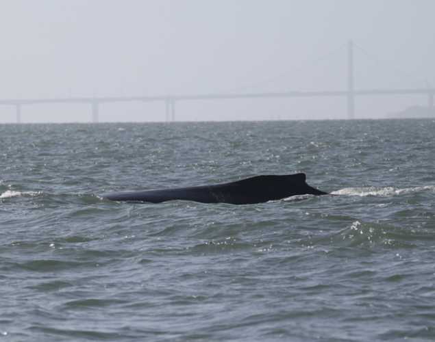 Humpback whale Rio