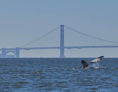 gray whale tail seen above the water with the Golden Gate Bridge in the background