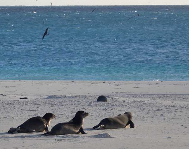 https://www.marinemammalcenter.org/storage/app/uploads/public/91e/058/a67/thumb__635_500_0_0_crop.jpg