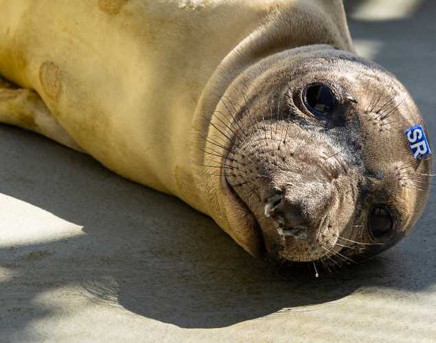 Northern elephant seal