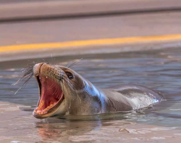 Hawaiian monk seal Pua ʻEna O Ke Kai