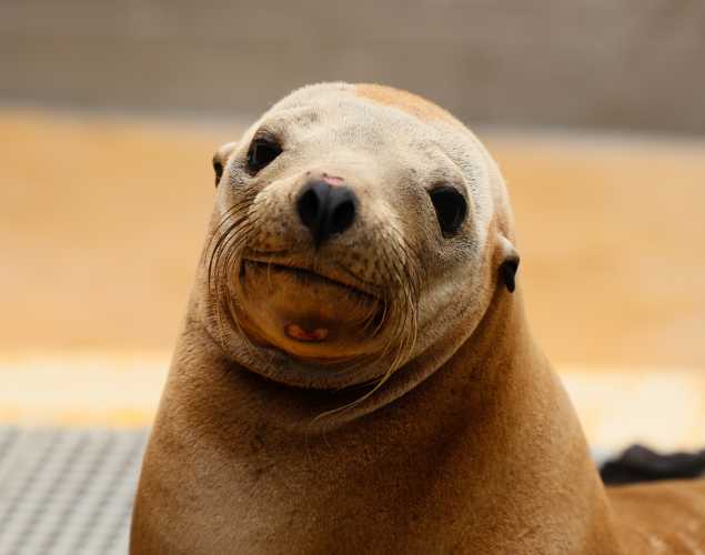 California sea lion Carbonara