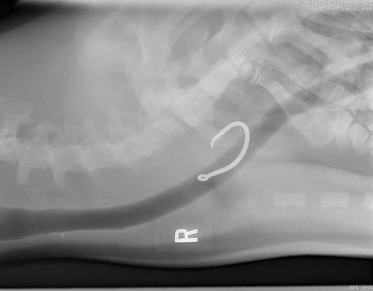 a hook seen in a monk seal's esophagus via X-ray image