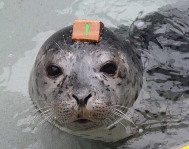 harbor seal Josh