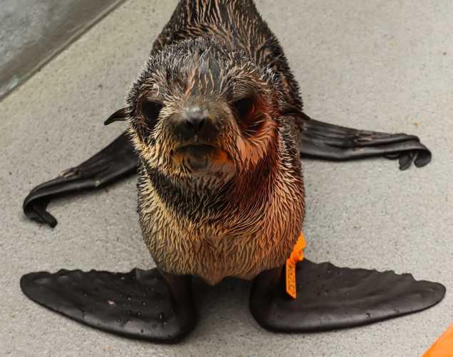 northern fur seal Dracula