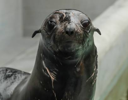 Guadalupe fur seal Pippin