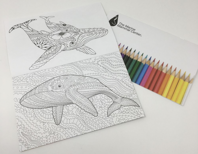 whale coloring book