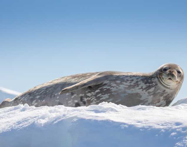 Weddell seal laying on the ice