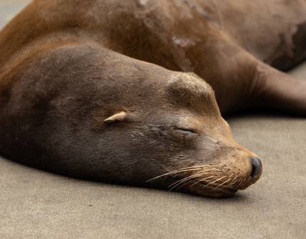 California sea lion Hestu