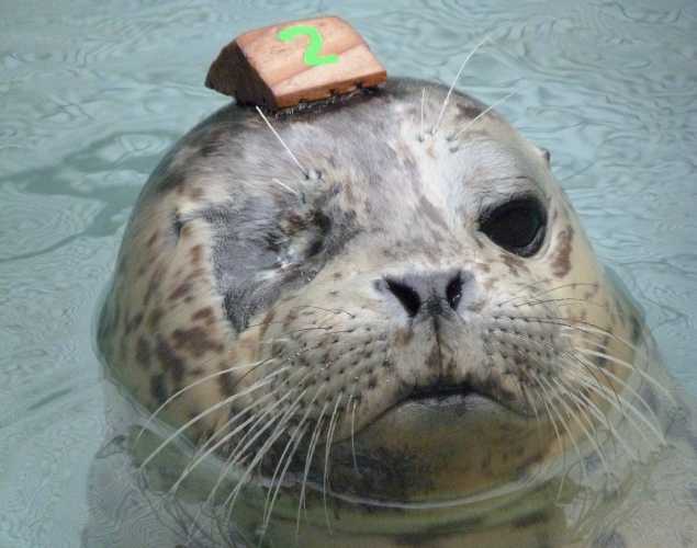 harbor seal Luanne