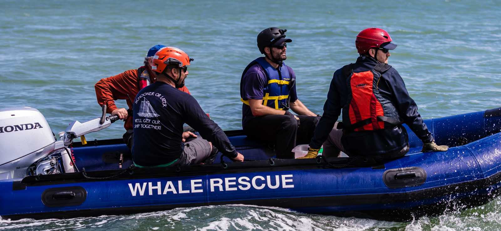 The Marine Mammal Center | Rescue