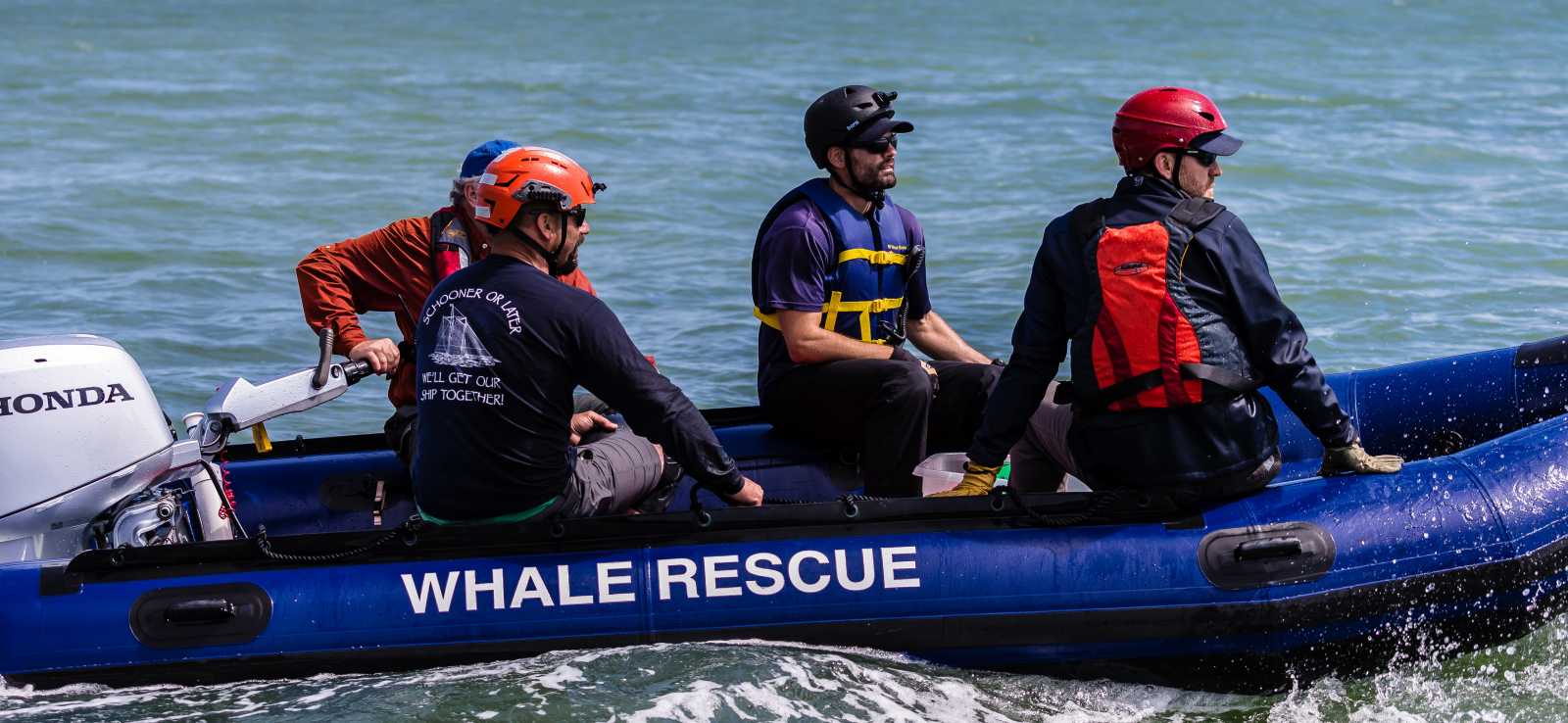 Rescue  The Marine Mammal Center